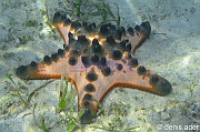 Protoreaster nodosus Etoile gauffre-Flores Riung Nunsa Rutong-3m-20160814-Denis-ADER-DSC_2219_tn